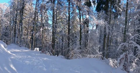 Snow melting and falling from trees in mountain forest Stock Footage 145399490