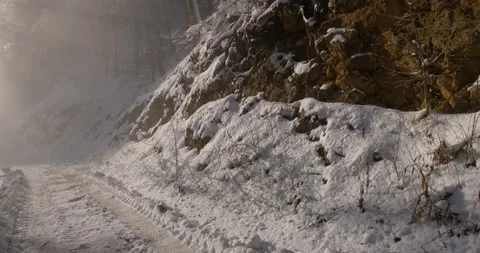 Snow melting and falling from trees in mountain forest Stock Footage 145399613