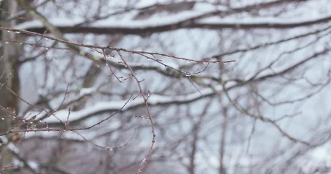 Snow Melting From Bare Winter Forest Trees in Spring 库存影片 88227925