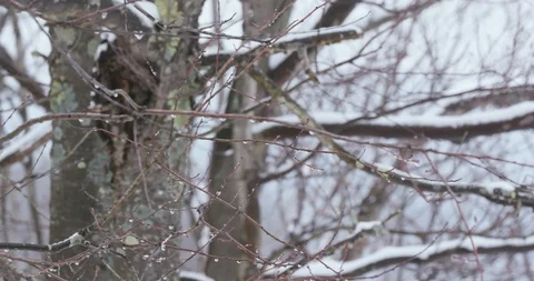Snow Melting From Bare Winter Forest Trees in Spring 库存影片 88228057