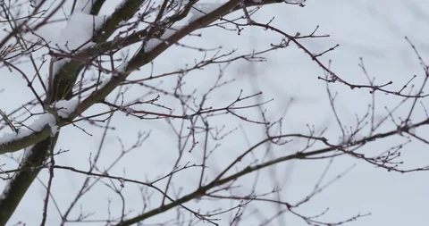 Snow Melting From Bare Winter Forest Trees in Spring Stock Footage 88228114
