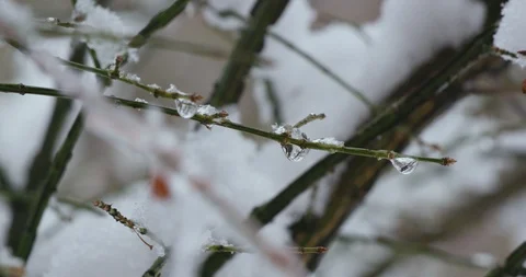 Snow Melting From Bare Winter Forest Trees in Spring 库存影片 88228312