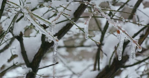 Snow Melting From Bare Winter Forest Trees in Spring 库存影片 88228358
