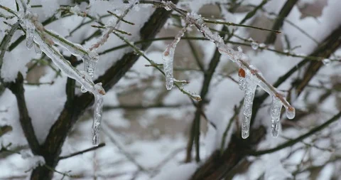 Snow Melting From Bare Winter Forest Trees in Spring 库存影片 88228397