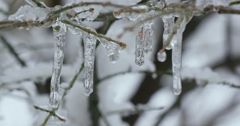 Snow Melting From Bare Winter Forest Trees in Spring Video stock 88228516