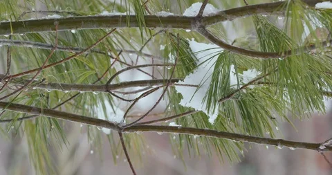 Snow Melting From Bare Winter Forest Trees in Spring 動画素材 88228638