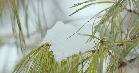 Snow Melting From Bare Winter Forest Trees in Spring 库存影片 88228759