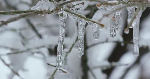 Snow Melting From Bare Winter Forest Trees in Spring 库存影片 88261689