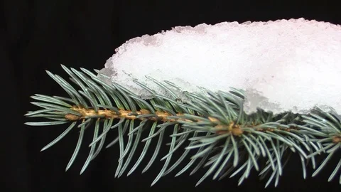 The snow is melting on branch of spruce Stock Footage 72139444