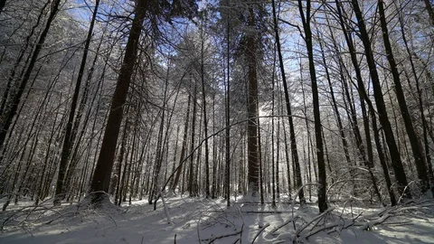 Snow melting falls from forest trees in German park in relaxing scene Stock Footage 121005288