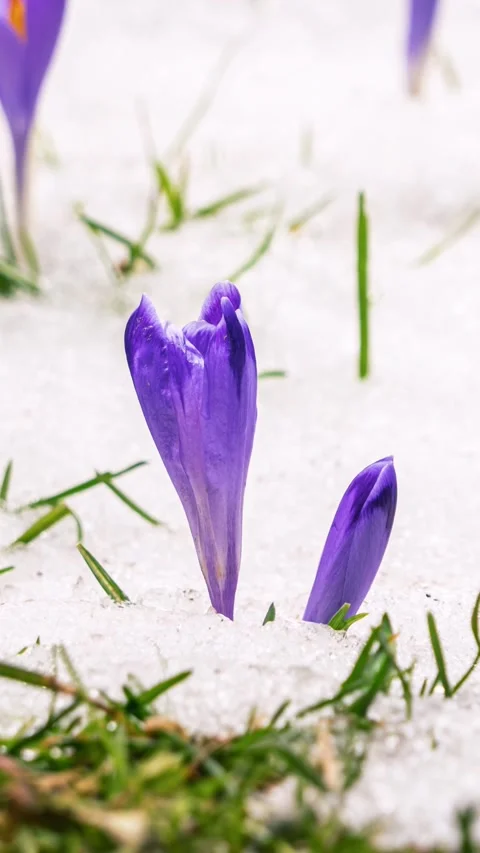 Snow melting fast in spring nature and crocus flower blooming in green grassy Stock Footage 265604082