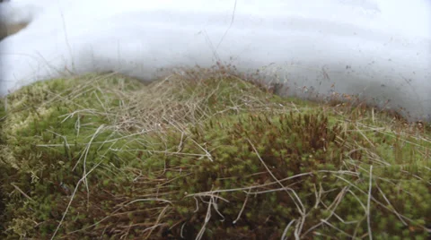 Snow melting Stock Footage 37788156