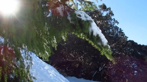 Snow Melting in the Forest with Sunshine Video stock 255000341