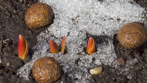 Snow melting in the garden Stock-Footage 285657422