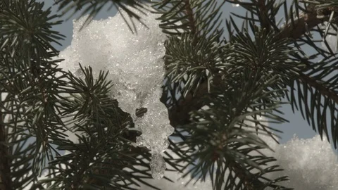 Snow melting on a pine tree brancch Stock Footage