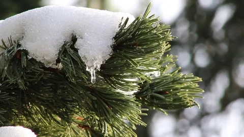 Snow melting on pine tree branch.  Tripod shot Stockbeeldmateriaal 82149082