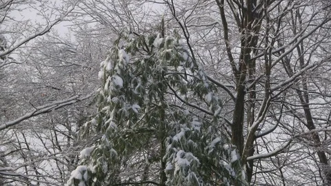 Snow melting from pine tree, slow tilt down Stockbeeldmateriaal 71545565