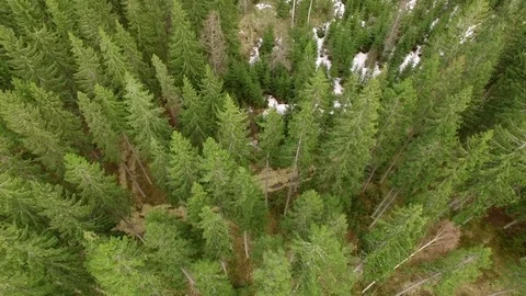Snow melting in recently planted forest. Aerial shot Stock-Footage 75762351