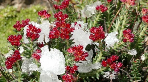 Snow Melting Red Flowers Drops Time Lapse 4K Stock Footage 69066717