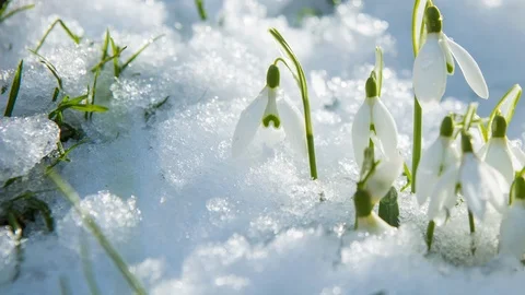 Snow melting on snowdrop flowers spring arrival, melting, global warming, thaw Stock Footage 102447698