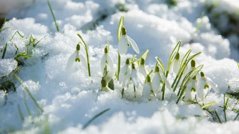 Snow melting on snowdrop flowers spring arrival heating up global warming Stock Footage 102496068