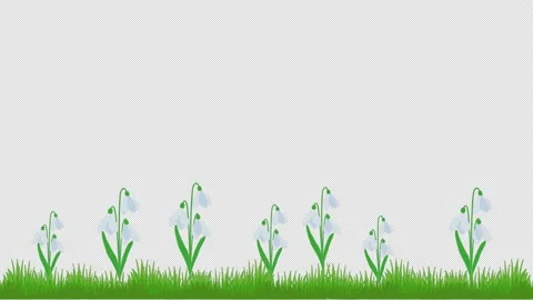 Snow is melting in Spring and Snowdrops Flowers growth with grass in Spring Stock Footage 148964570