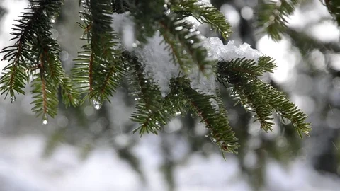 Snow melting into Spring Stock Footage 71599424