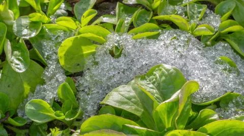 Snow melting timelapse Stock Footage 59659419