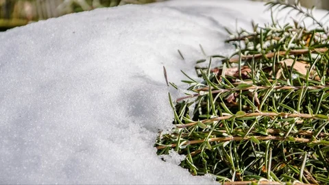 Snow Melting Timelapse Stock Footage 97186942