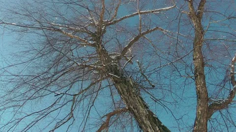 Snow melting at the top of a tall tree Stock-Footage 11017068