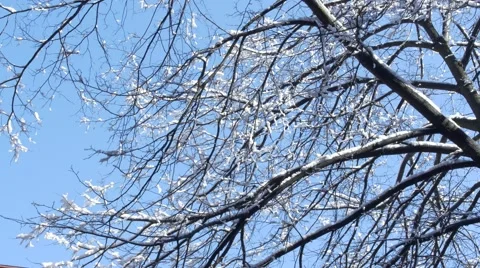 Snow melting from tree Stock Footage 48272209