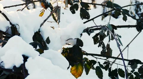 Snow Melting on a Tree Stock Footage 58687548