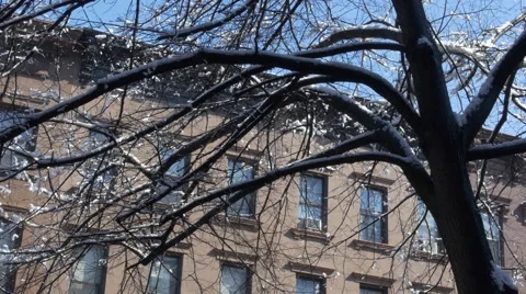 Snow melting from trees in Brooklyn Stock Footage 48272224