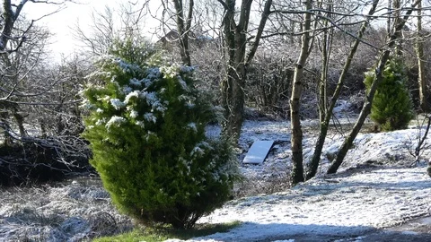 Snow Melting from trees Stock-Footage 86869658