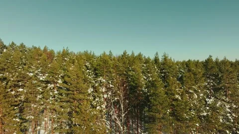 Snow Melting From The Trees  In Sunny Spring Day With Blue Sky Video stock 238641602