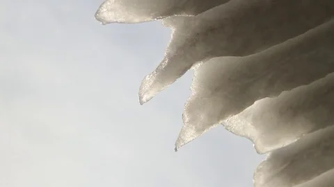 Snow melting/dripping. Stock Footage 81882251