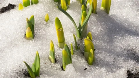 Snow melts after winter Stock Footage 184622481
