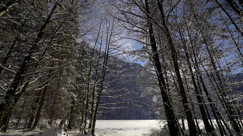Snow melts and falls from trees in Bavarian winter forest on sunny day Stock Footage 120988139