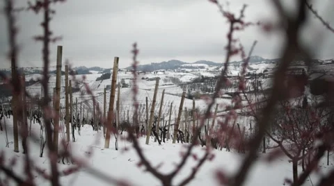 The snow melts on the blossoming cherry trees Stock Footage 61364001