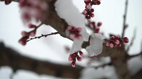 The snow melts on the blossoming cherry trees 2 Stock Footage 61364086