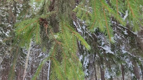 Snow melts on the branches in the spring forest. Nature 4K Video stock 174727953