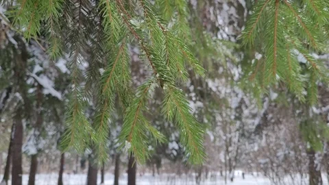Snow melts on the branches in the spring forest. Nature 4K Stock Footage 174728015