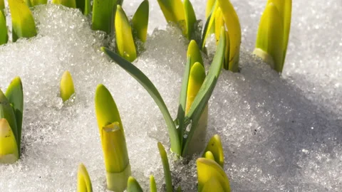 Snow melts, flower sprouts Stock Footage 196111170