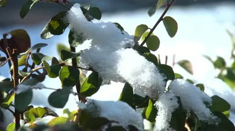 Snow melts Video stock 20464375