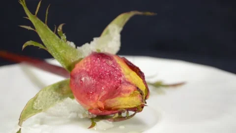 Snow melts on a rosebud 스톡 동영상 143697959