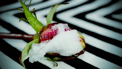 Snow melts on a rosebud Video stock 143755237