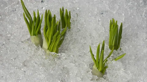 Snow melts in spring Video stock 198472571