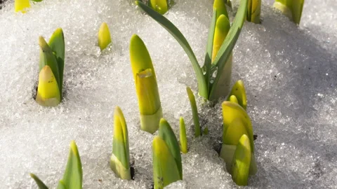 Snow melts in spring, timelapse Video stock 199001038