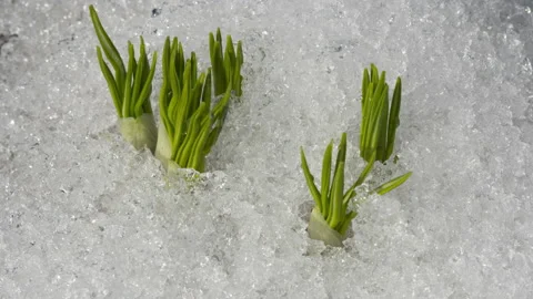 Snow melts in spring, timelapse Stock Footage 201026047