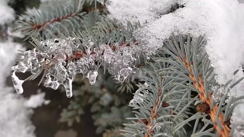 Snow melts on spruce branches and forms beautiful patterns and icicles. 動画素材 193107929